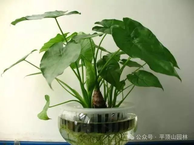 50種綠植花卉大全，值得收藏！再也不怕養(yǎng)花養(yǎng)死了