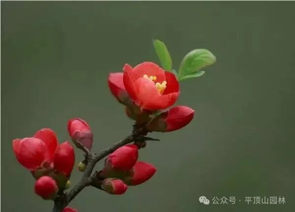 50種綠植花卉大全，值得收藏！再也不怕養(yǎng)花養(yǎng)死了