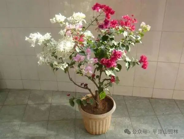 50種綠植花卉大全，值得收藏！再也不怕養(yǎng)花養(yǎng)死了