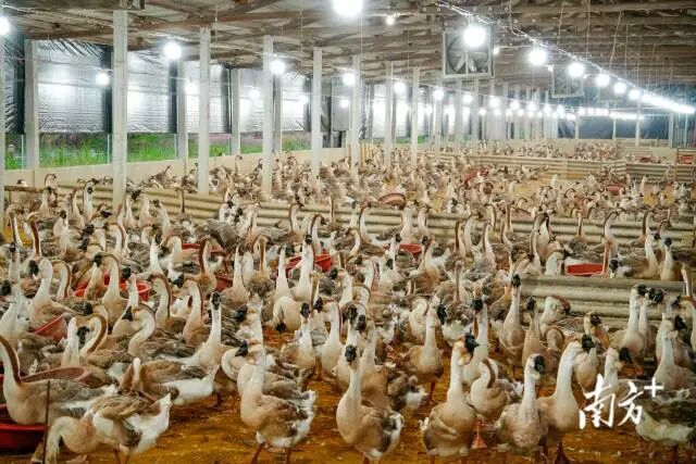 2025年汕头市狮头鹅年出栏约1200万羽。
