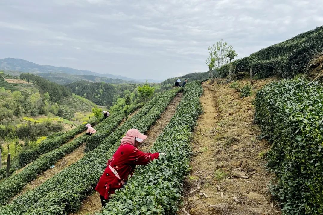 春日采茶忙!竹溪的茶园又香 了