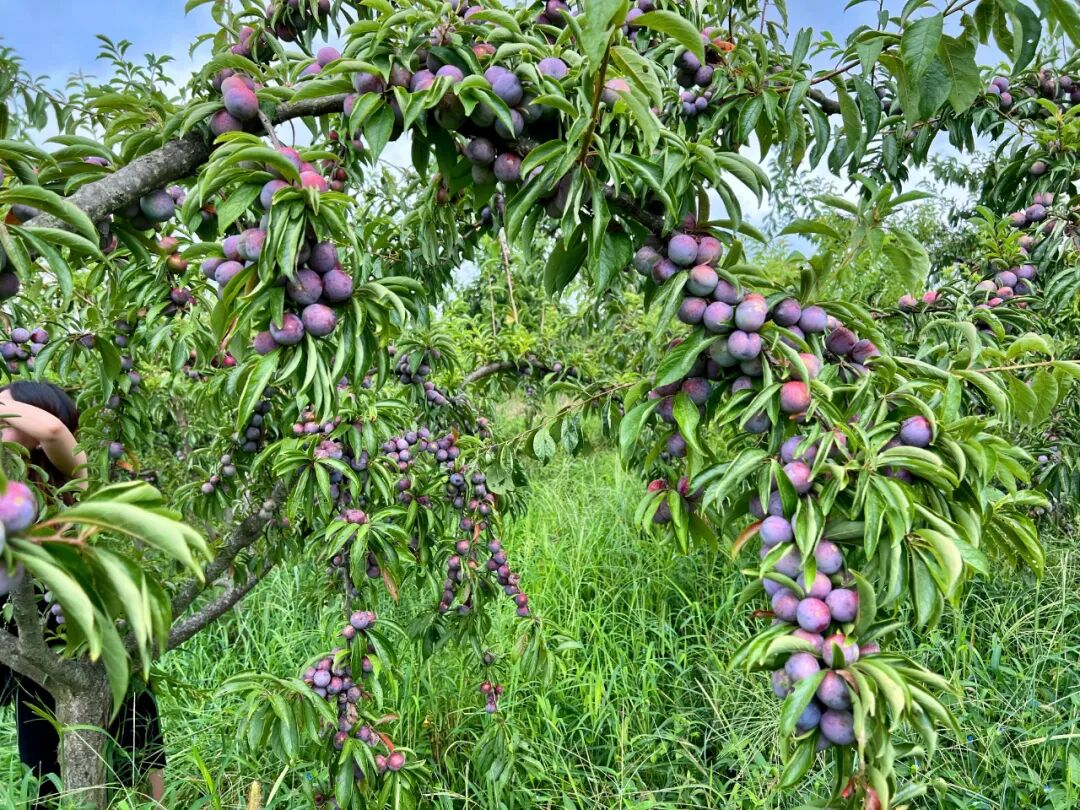 竹溪县水坪镇杜家坡李子成熟采摘忙