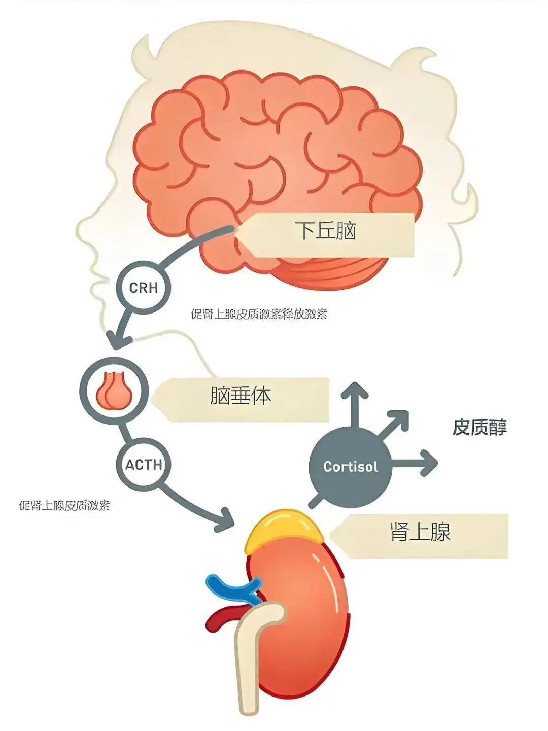 皮质醇节律测定的意义及方法