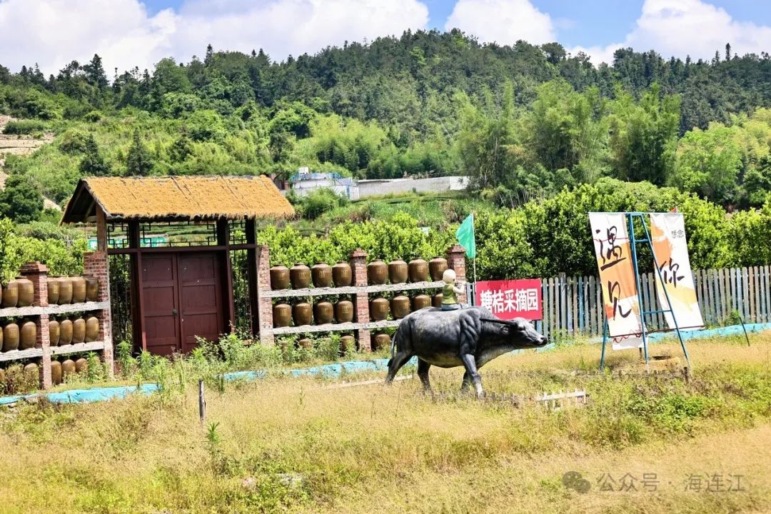 解锁连江新玩法！萌娃秒变“小茶农”