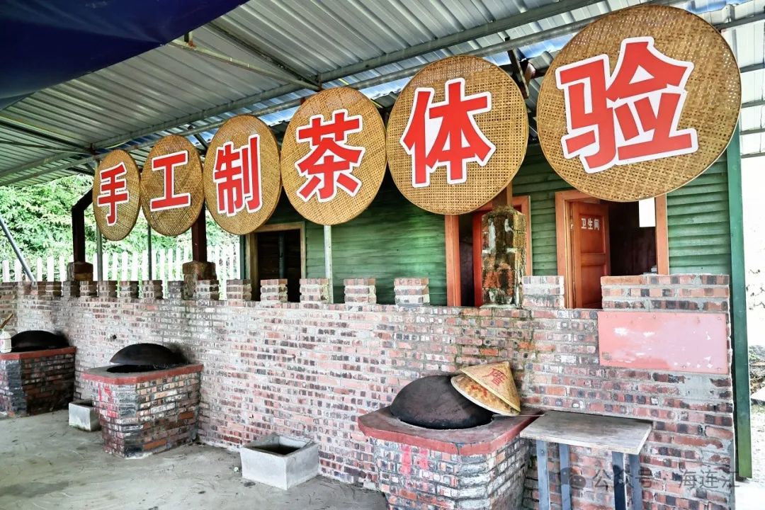 解锁连江新玩法！萌娃秒变“小茶农”