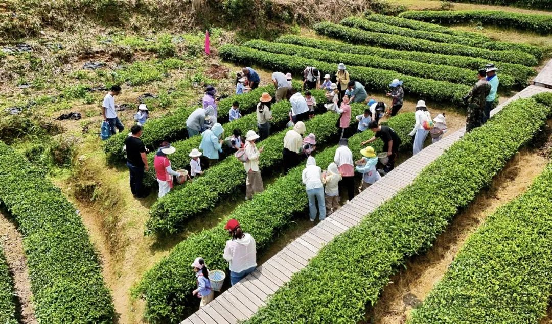 解锁连江新玩法！萌娃秒变“小茶农”