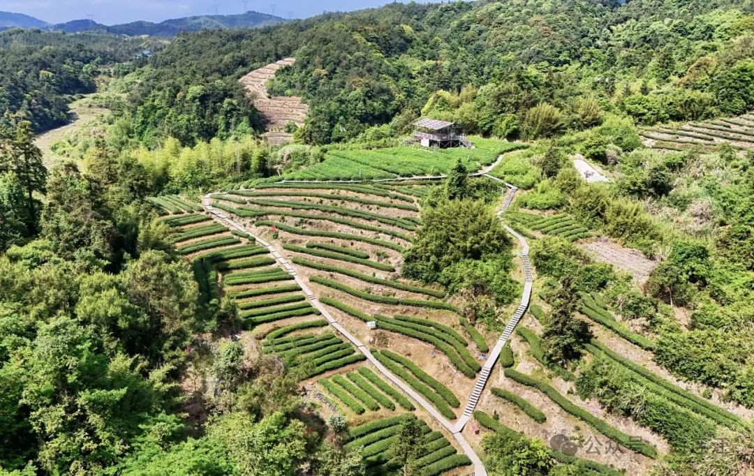 解锁连江新玩法！萌娃秒变“小茶农”
