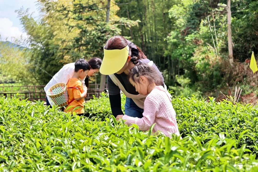 解锁连江新玩法！萌娃秒变“小茶农”