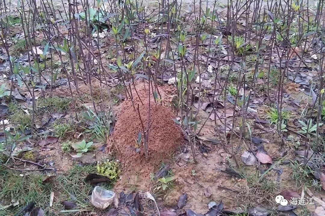 在连江多处发现！可致命！遇到立马远离！