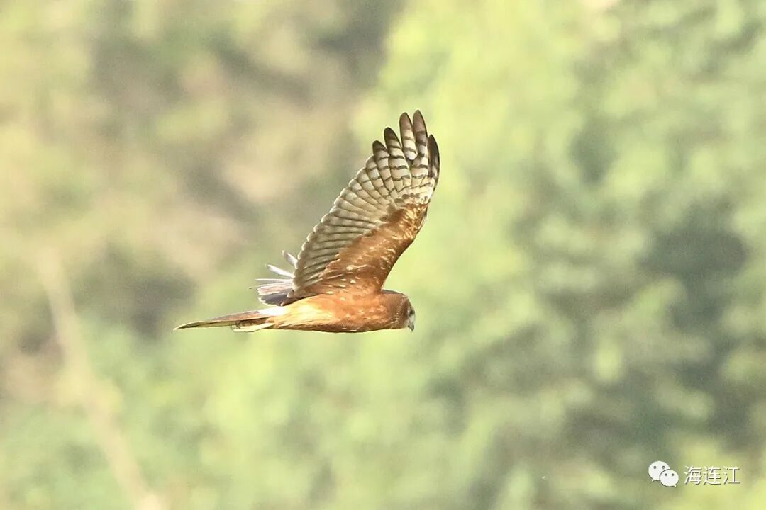优雅！灵动！他们为生态连江代言