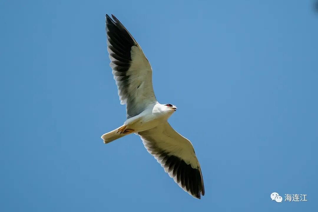 优雅！灵动！他们为生态连江代言