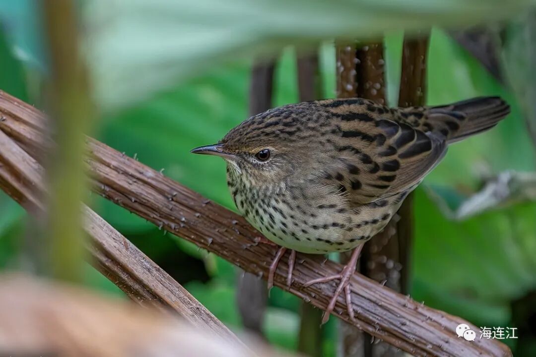 优雅！灵动！他们为生态连江代言
