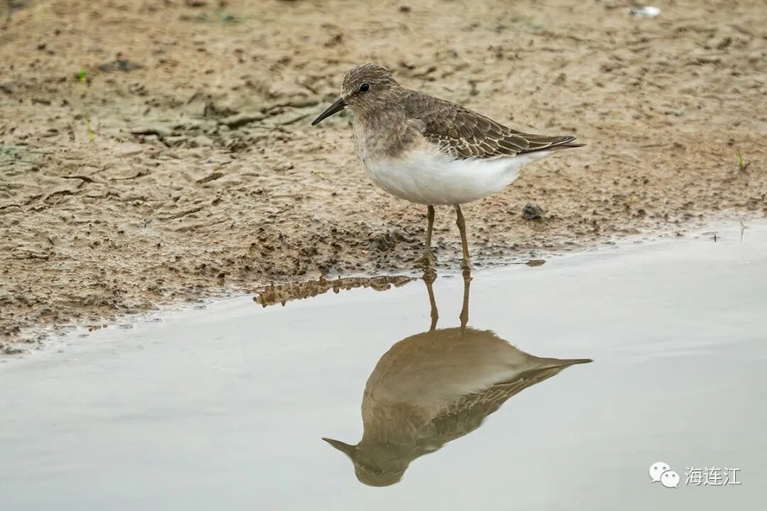 优雅！灵动！他们为生态连江代言