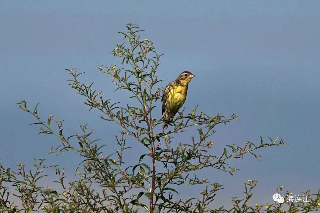 优雅！灵动！他们为生态连江代言