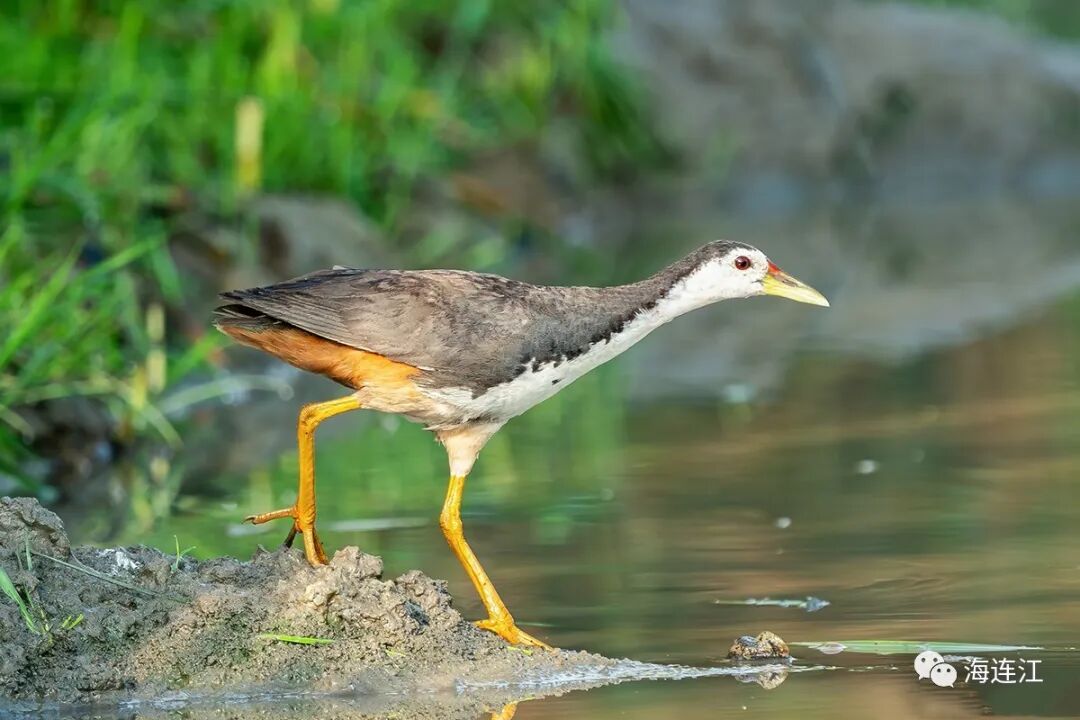 优雅！灵动！他们为生态连江代言