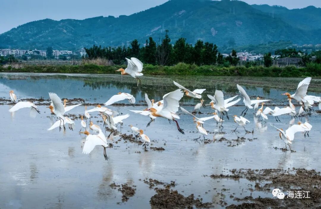 优雅！灵动！他们为生态连江代言
