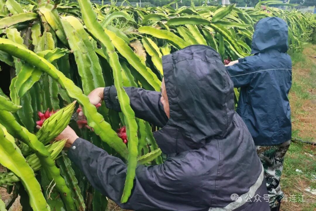 台风“格美”来势汹汹！连江严阵以待！