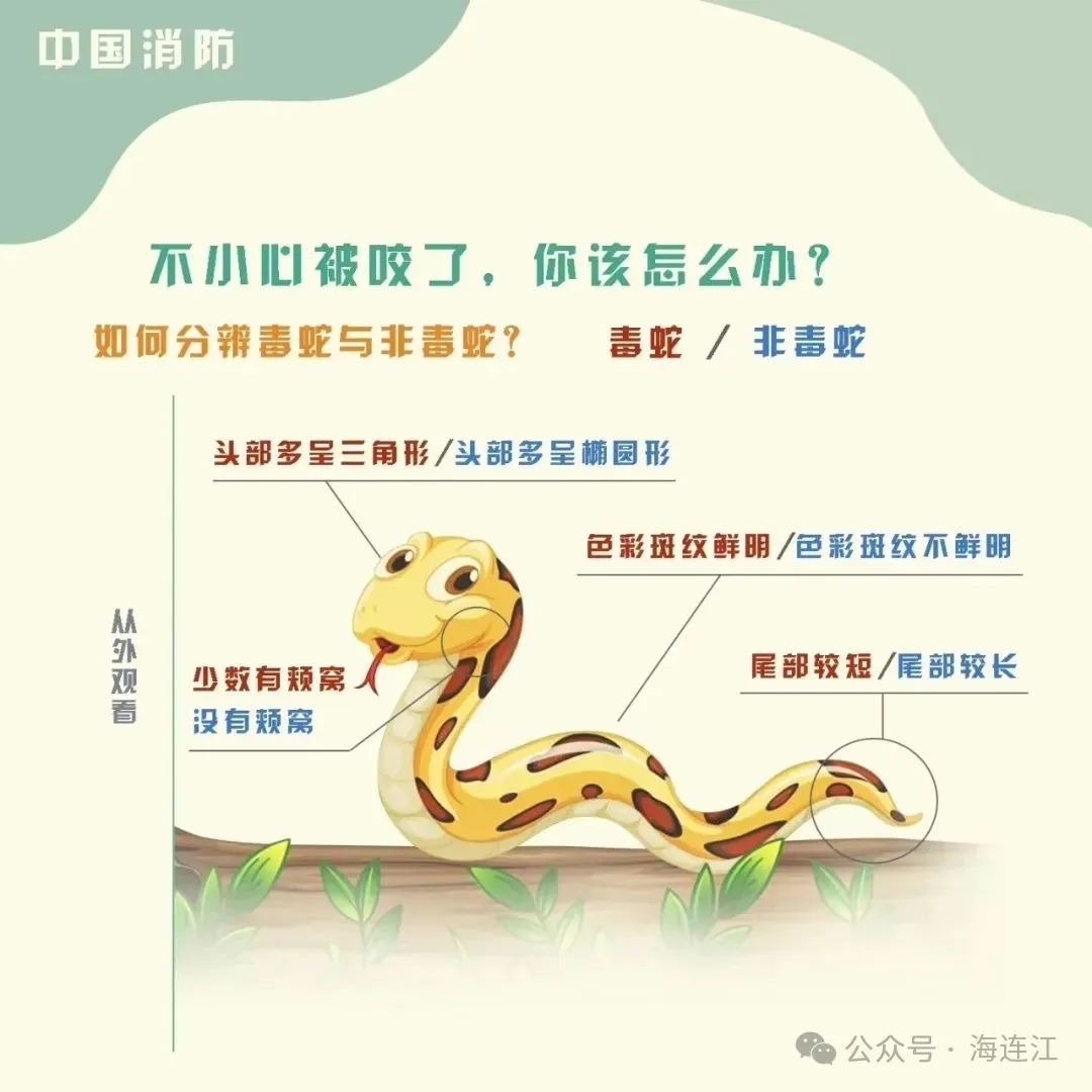 小心！小心！连江有蛇出没！