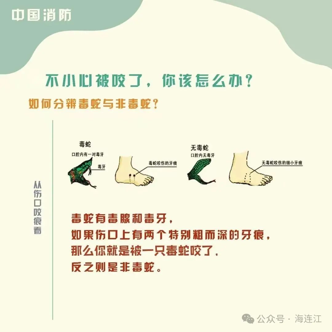 小心！小心！连江有蛇出没！