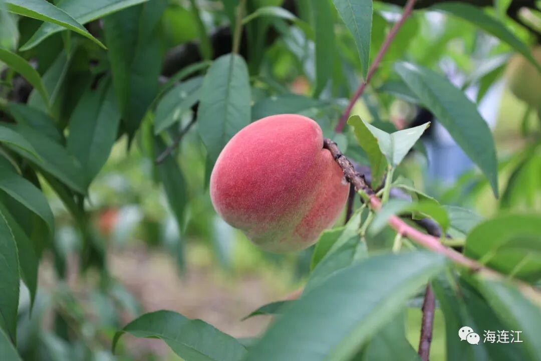 美味难“桃”！连江人，准备就绪！