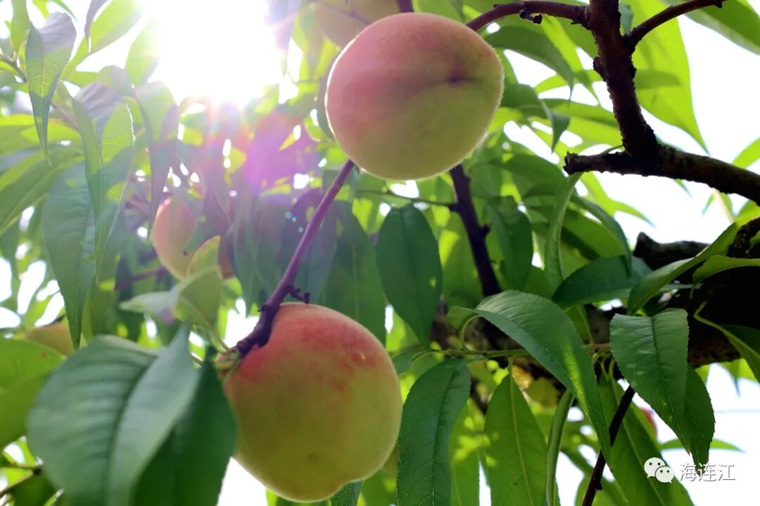 美味难“桃”！连江人，准备就绪！