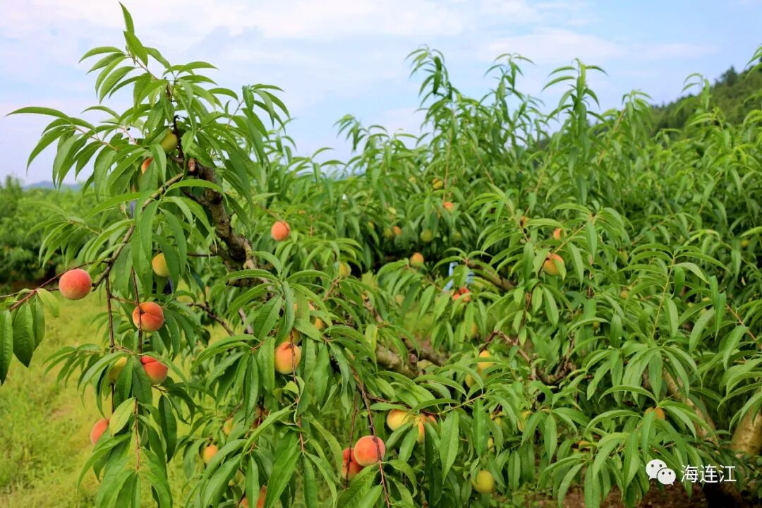 美味难“桃”！连江人，准备就绪！