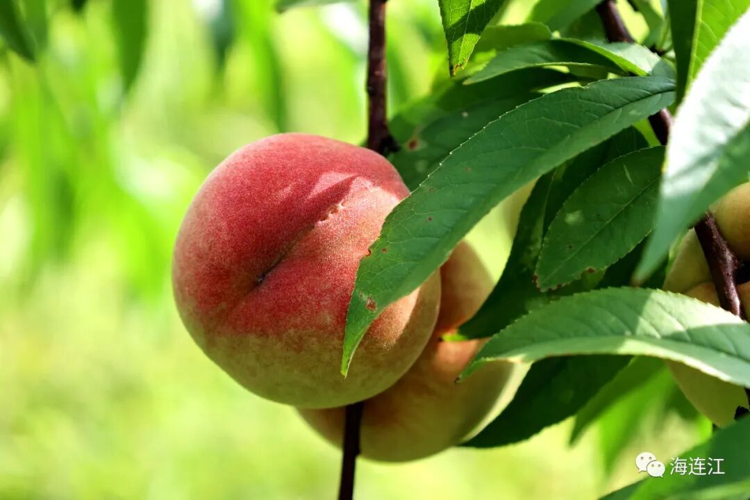 美味难“桃”！连江人，准备就绪！