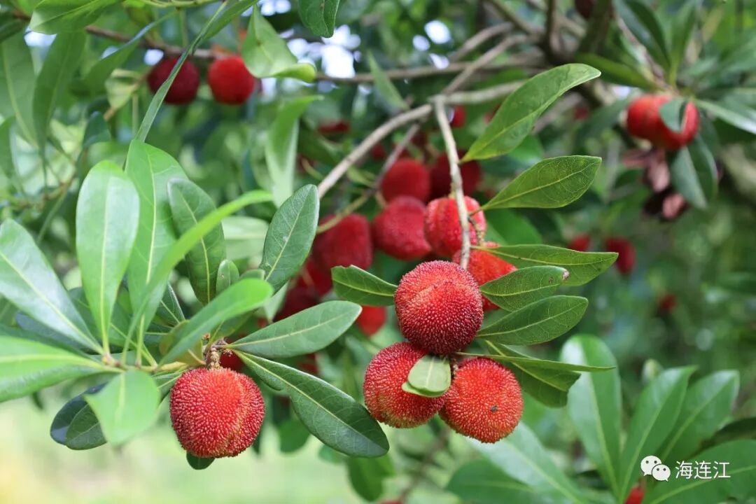 美味难“桃”！连江人，准备就绪！