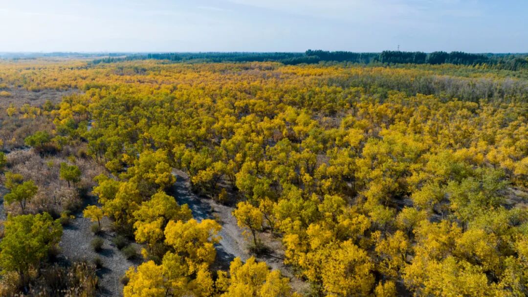 精河县金秋胡杨美如画游客慕名来打卡