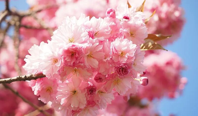 樱花碧桂园站:600路红莲湖东站:626路红莲湖公园站:164路,185路,251路