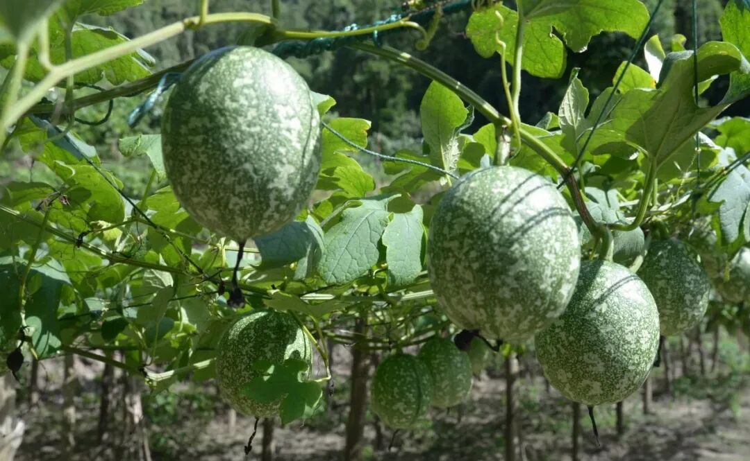 金堡镇:吊瓜长势喜人 群众增收有"盼头"
