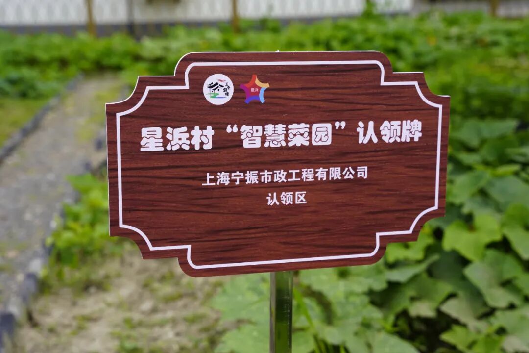 "沉睡资源"→"智慧菜园",练塘这个村这么做!