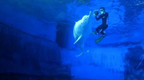 水下拍攝中華白海豚。