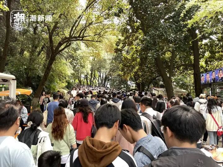 听说现在流行逛动物园？热度堪比迪士尼