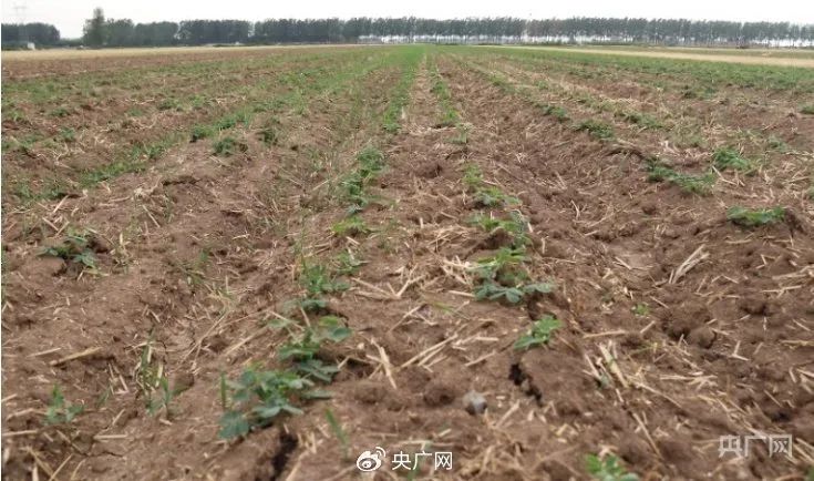 “小苗旱迷糊了”，一线直击河南旱情
