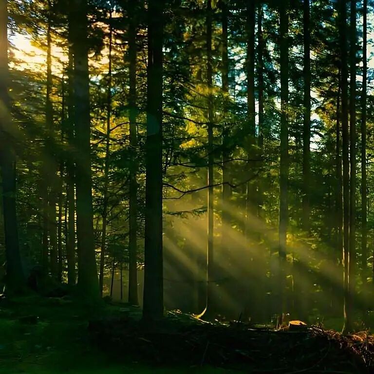 Forest Fire Prevention