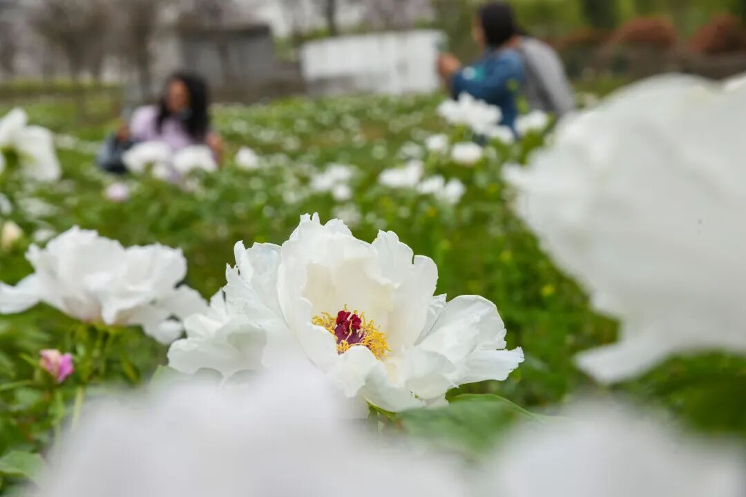 “花经济”带来振兴好“钱”景(4334571)-20260331203046.JPG