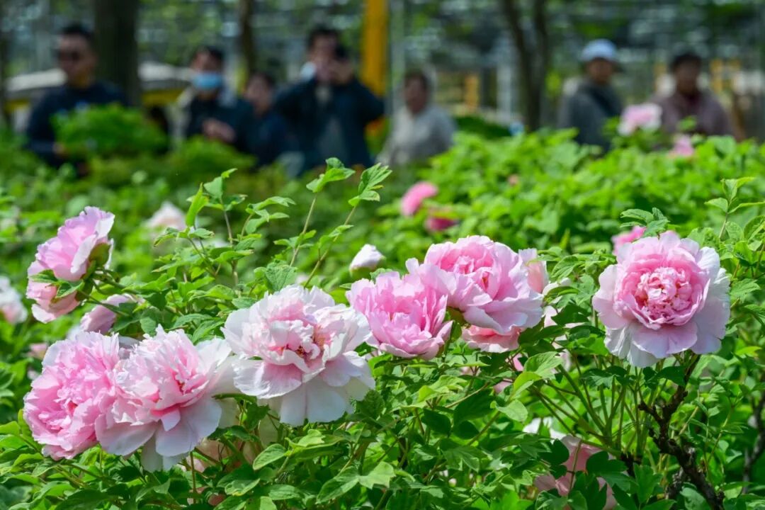隋唐城遗址植物园 粉色牡丹 25.3.30 李卫超.jpg