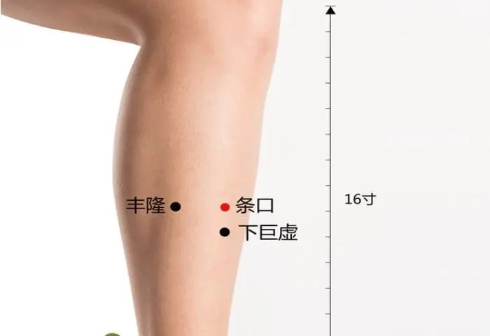 条山穴既条口穴透承山，一针两穴。为什么条山穴能治肩周炎呢？条口和承