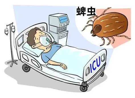 肥城市人民政府 传染病防控 发热伴血小板减少综合征防治知识