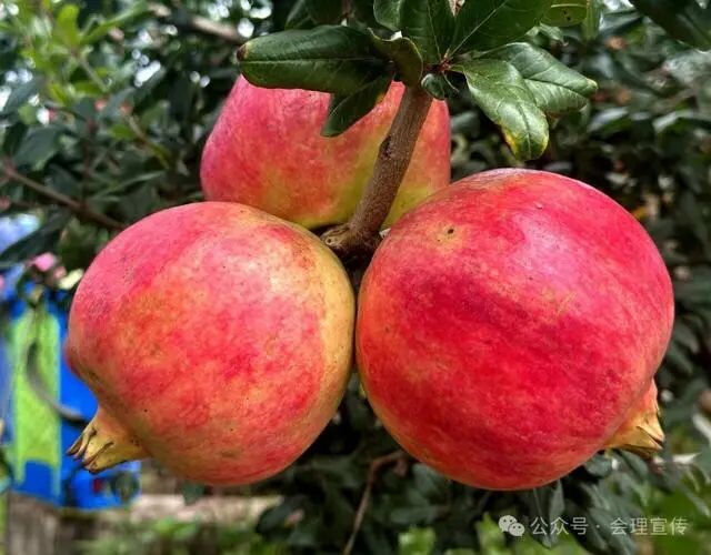 凉山初秋甜蜜来袭：越西苹果脆甜酥爽，会理石榴粒大爆汁，千万别错过！插图23