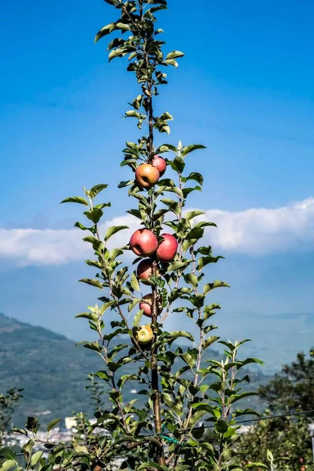 凉山初秋甜蜜来袭：越西苹果脆甜酥爽，会理石榴粒大爆汁，千万别错过！插图8