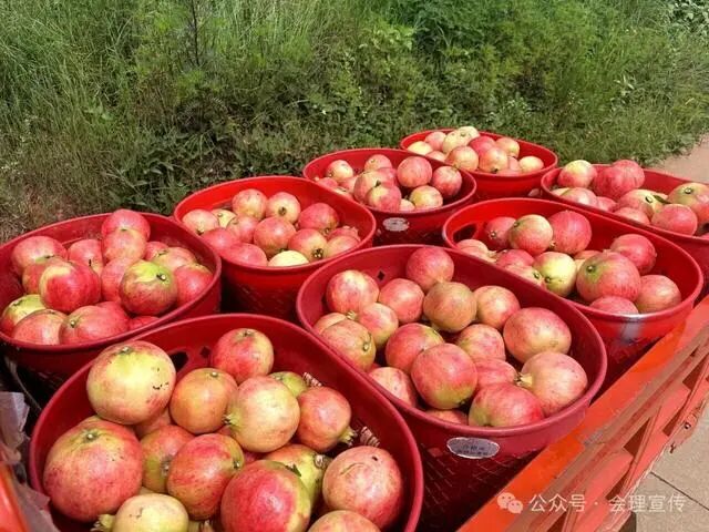 凉山初秋甜蜜来袭：越西苹果脆甜酥爽，会理石榴粒大爆汁，千万别错过！插图22