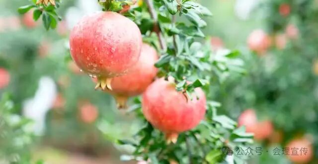 凉山初秋甜蜜来袭：越西苹果脆甜酥爽，会理石榴粒大爆汁，千万别错过！插图28