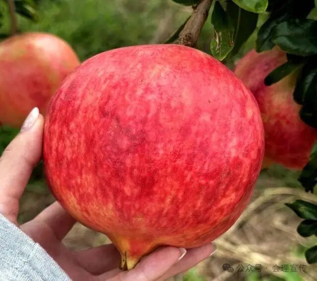 凉山初秋甜蜜来袭：越西苹果脆甜酥爽，会理石榴粒大爆汁，千万别错过！插图16