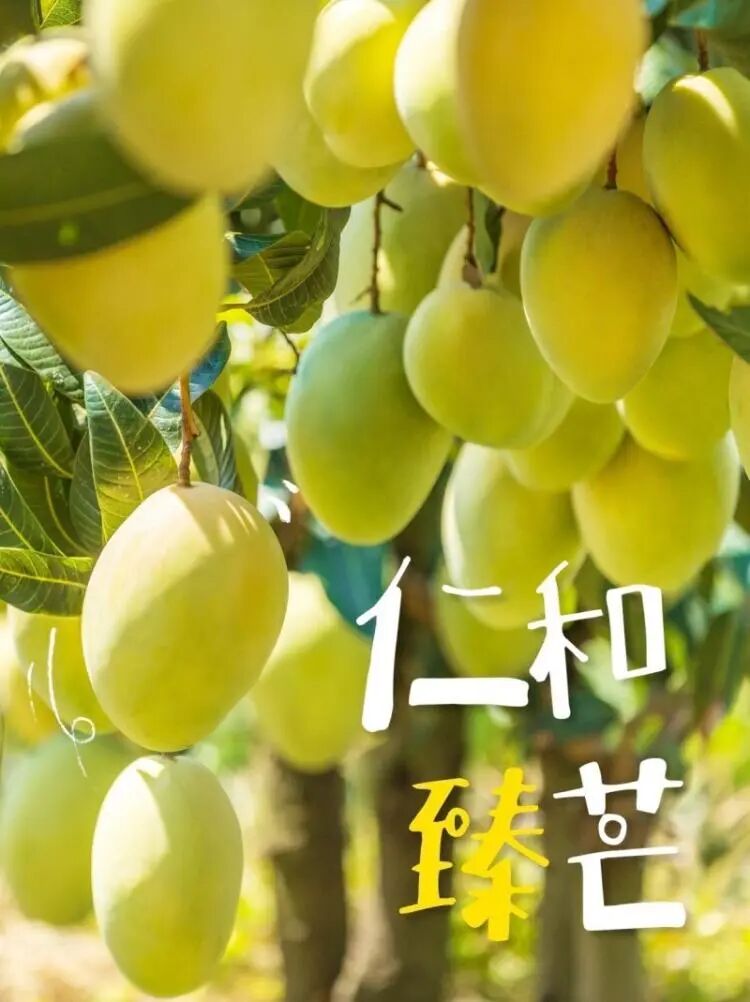 探秘攀枝花仁和臻芒：品种多样、品质上乘背后的故事与品牌内涵插图