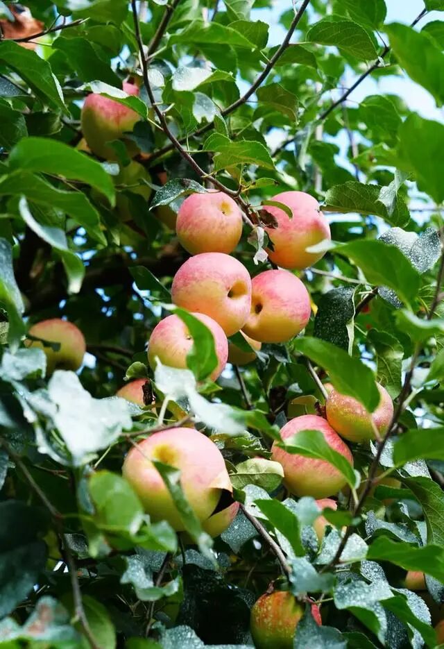凉山初秋甜蜜来袭：越西苹果脆甜酥爽，会理石榴粒大爆汁，千万别错过！插图