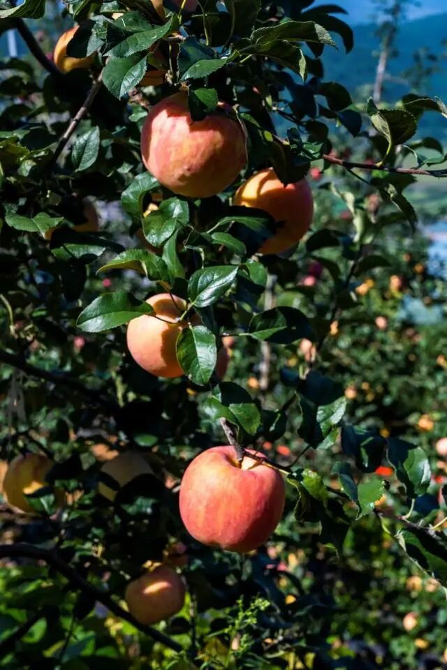 凉山初秋甜蜜来袭：越西苹果脆甜酥爽，会理石榴粒大爆汁，千万别错过！插图10