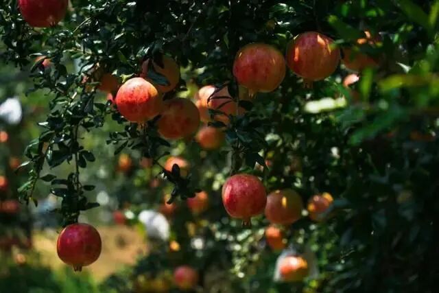 凉山初秋甜蜜来袭：越西苹果脆甜酥爽，会理石榴粒大爆汁，千万别错过！插图21