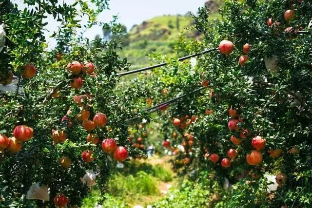 凉山初秋甜蜜来袭：越西苹果脆甜酥爽，会理石榴粒大爆汁，千万别错过！插图26